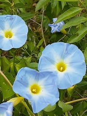 Ipomoea marginisepala