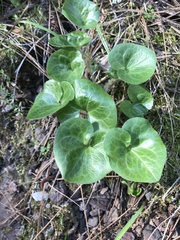Asarum hartwegii