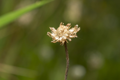 Anthemis chia