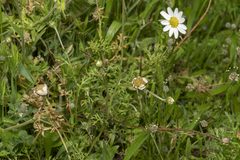 Anthemis chia