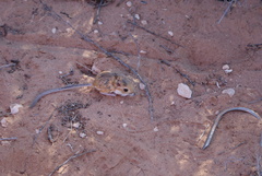 Dipodomys merriami