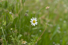 Anthemis chia