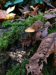 Heimiomyces fulvipes