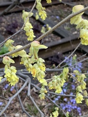 Corylopsis