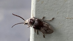 Dascillus