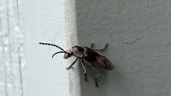 Dascillus