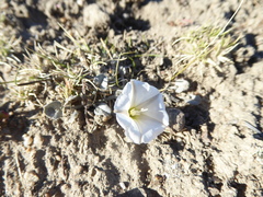 Convolvulus verecundus