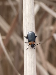 Disonycha triangularis