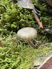 Armillaria novae-zelandiae