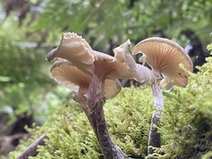 Armillaria novae-zelandiae