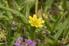 Hyoseris scabra