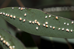 Eriococcus coriaceus