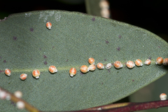 Eriococcus coriaceus