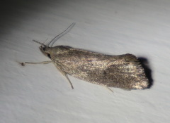 Syncometes vilis
