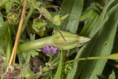 Hyoseris scabra