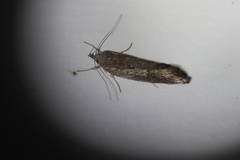 Syncometes vilis