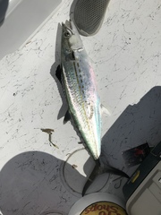 Scomberomorus regalis