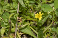 Hyoseris scabra