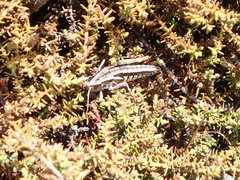 Catantopinae