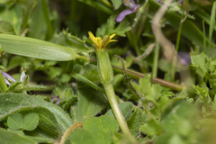 Hyoseris scabra