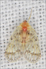 Saccharodite chrysonoe