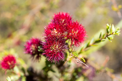 Melaleuca purpurea
