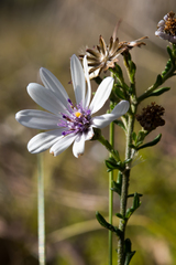 Olearia paucidentata