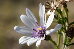 Olearia paucidentata