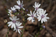 Olearia paucidentata
