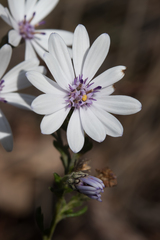 Olearia paucidentata