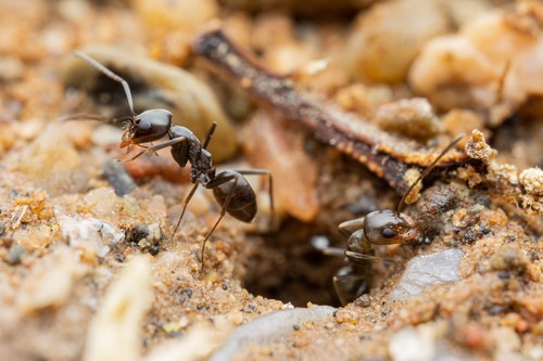 Crazy Pyramid Ant photo 3