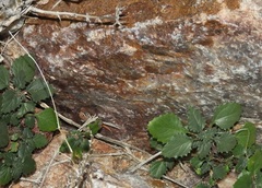 Pachydactylus atorquatus