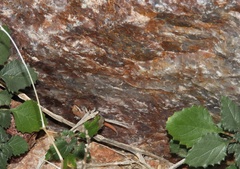Pachydactylus atorquatus