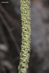 Mesadenus polyanthus
