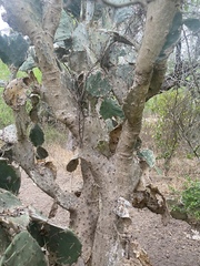 Opuntia alta