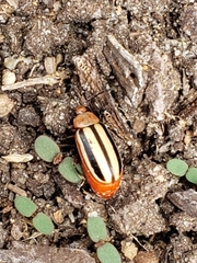 Disonycha leptolineata