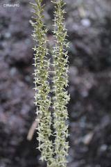 Mesadenus polyanthus
