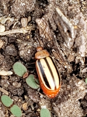 Disonycha leptolineata