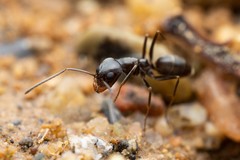 Dorymyrmex insanus
