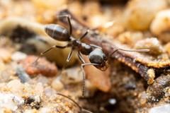 Dorymyrmex insanus