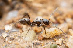 Dorymyrmex insanus