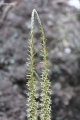Mesadenus polyanthus