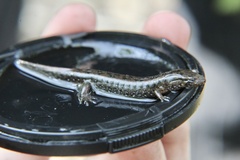 Desmognathus valtos