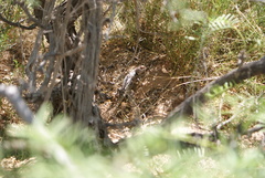 Sceloporus bimaculosus