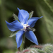 Borage - Photo (c) Eleftherios Katsillis, some rights reserved (CC BY), uploaded by Eleftherios Katsillis