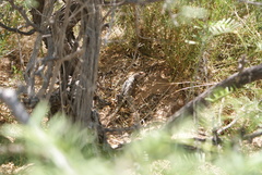Sceloporus bimaculosus