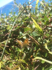 Lycaena edna