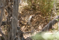 Sceloporus bimaculosus
