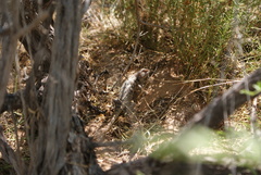 Sceloporus bimaculosus