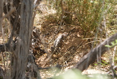 Sceloporus bimaculosus